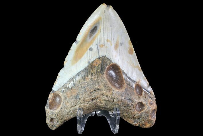 Bargain, Megalodon Tooth - North Carolina #83918